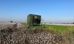 Aydın’da pamuk tarlalarından kötü haber