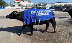 Okul sahibinden mandalı protesto