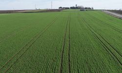 Aydın’da 3 tarla ve bahçe icradan satışa çıkıyor