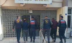 Aydın’da 400 kilo zeytin çalındı