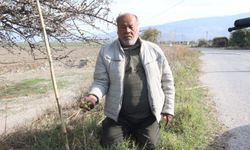 Aydın’da bu meyveye ilgi büyük