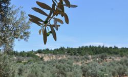 Aydın’da büyük satış!