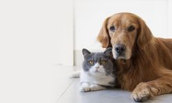 Aydın’da kedi, köpek besleyenlere uyarı geldi