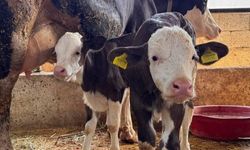 Aydın’da şap alarmı