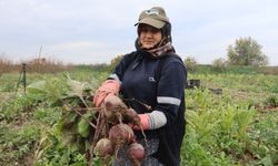 Bereketli topraklarda ‘kırmızı elmas' mesaisi