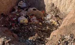 Bunun adı hayvanseverlik değil! Köpekler açlıktan birbirini yemiş