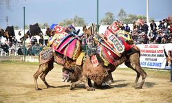 Develer ve deveciler mutsuz