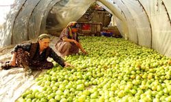 Domatesi kırağı vurdu