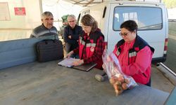 Domateste pestisit alarmı