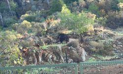 Domuzların yeni adresi mezarlıklar