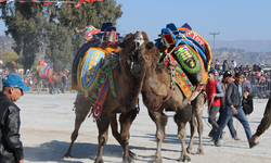 Aydın’da deve güreşi yapılacak mı? Açıklama geldi