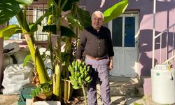 Fidanları Aydın’dan getirdi, 700 rakımda yetiştirmeyi başardı