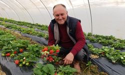 Kış çileğinin yanına yaklaşılmıyor, fiyatı belli oldu