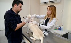 Kuşadası Belediyesi Veteriner İşleri Müdürlüğü’nden ‘mikroçip taktırın’ uyarısı