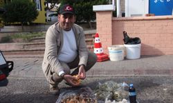 Lezzeti cezbediyor, toplaması dikkat istiyor