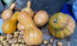 Sebze mi meyve mi? Hem kendisi hem de çekirdeği şifa kaynağı