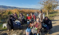 Üzüm bağları kadınlara emanet