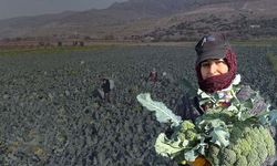 Yeşil altında hasat başladı