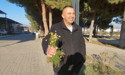 Zemheri papatyaları açtı