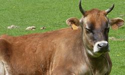 Aydın’da 29 mahalle için karantina kararı verildi