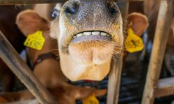 Aydın’da 8 mahallede şap hastalığı kararı