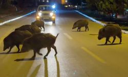 Aydın’da domuzlar şehre indi