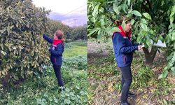 Aydın’da ekipler narenciye bahçelerinde