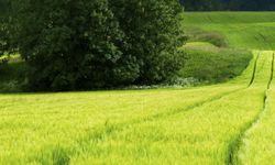 Aydın’da mahkemeden tarla satışı.. 11 bin metrekare arazi açık artırmaya çıkıyor