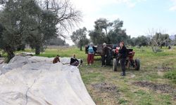 Aydın’da piknik havasında zeytin hasadı