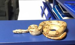 Çay içmeye yılanla gelmiş