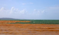 Denizin rengi kahverengiye döndü