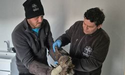 Germencik Belediyesi yaralı şahini tedavi etti