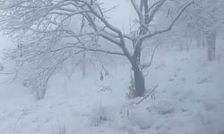 Kar yağdığını haber alan Aydınlılar buraya akın etti