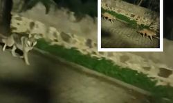 Kurtlar şehir merkezine indi