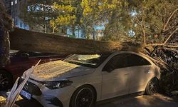 Lüks otomobil devrilen ağacın altında kaldı