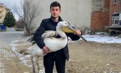 Sokakta gezerken pelikan buldu