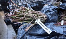 50 bin adet üzümsü fidan dağıtıldı