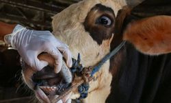 Aydın’da 8 mahallede yasak kalktı, bazı mahallelerde devam ediyor