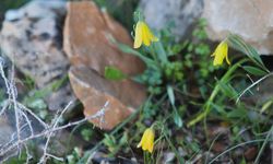 Aydın’da ağlayan gelinler çiçek açtı