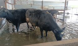 Aydın’da hayvan damlarını su bastı