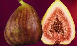 Aydın’da incir için toplandılar