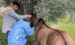 Aydın’da kırmızı alarm.. Afrika At Vebası
