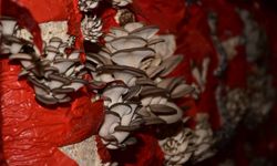 Aydın’da mantar kursu açılıyor