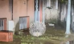 Aydın’da oklu kirpi şehir merkezinde görüntülendi