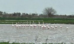 Aydın’da su basan tarlalarda flamingolar keyif yaptı