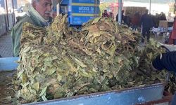 Aydın’da tütün üreticileri mutsuz