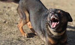 Aydın’da yaşlı adamın yüzü köpek saldırısında parçalandı