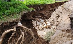 Aydın’da zeytinlikte dikkat çeken görüntü