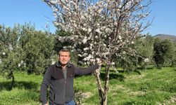 Badem çiçek açtı, üretici endişelendi