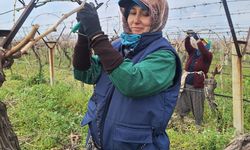 Bağlarda hummalı çalışma